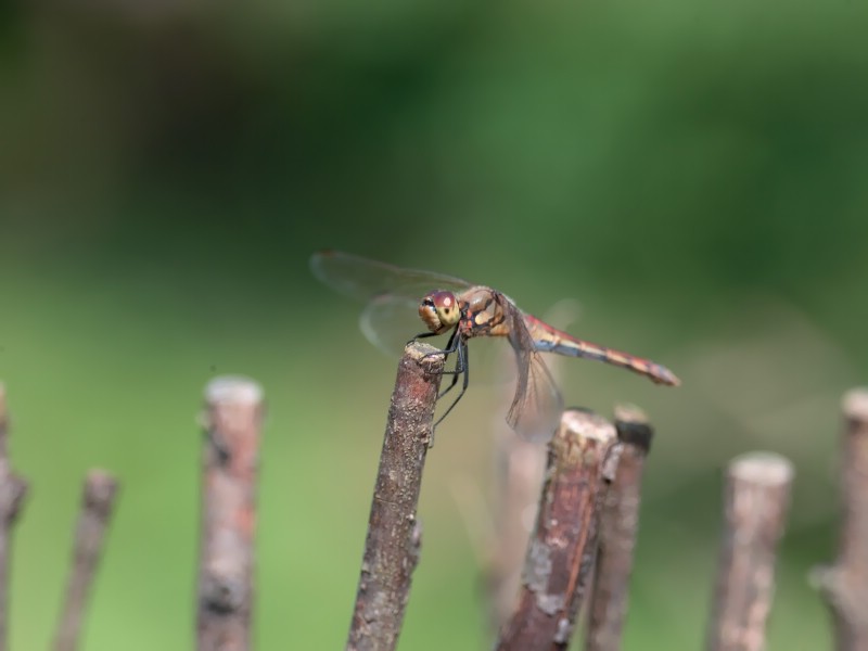 昆虫剪影 蜻蜓 蜻蜓图片 蜻蜓壁纸 Desktop Wallpaper of dragonfly壁纸 昆虫剪影-蜻蜓壁纸 昆虫剪影-蜻蜓图片 昆虫剪影-蜻蜓素材 动物壁纸 动物图库 动物图片素材桌面壁纸