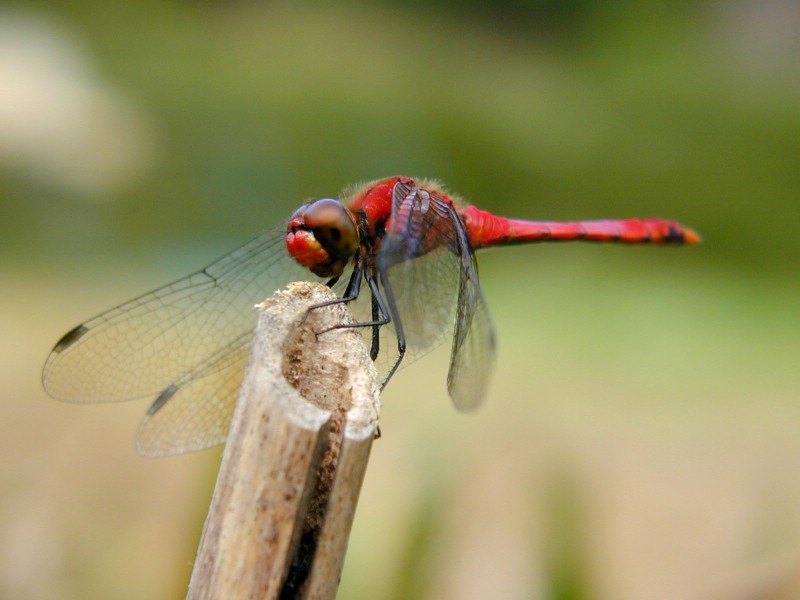 昆虫剪影 蜻蜓 蜻蜓图片 蜻蜓壁纸 Desktop Wallpaper of dragonfly壁纸 昆虫剪影-蜻蜓壁纸 昆虫剪影-蜻蜓图片 昆虫剪影-蜻蜓素材 动物壁纸 动物图库 动物图片素材桌面壁纸