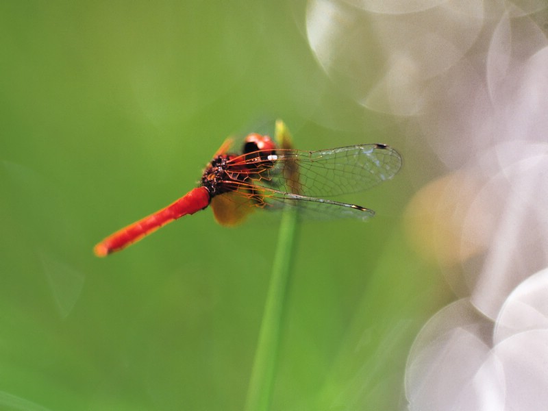 昆虫剪影 蜻蜓 蜻蜓图片 蜻蜓壁纸 Desktop Wallpaper of dragonfly壁纸 昆虫剪影-蜻蜓壁纸 昆虫剪影-蜻蜓图片 昆虫剪影-蜻蜓素材 动物壁纸 动物图库 动物图片素材桌面壁纸