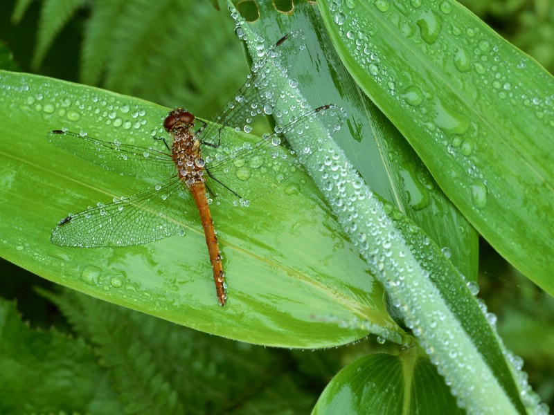 昆虫剪影 蜻蜓 蜻蜓图片 蜻蜓壁纸 Desktop Wallpaper of dragonfly壁纸 昆虫剪影-蜻蜓壁纸 昆虫剪影-蜻蜓图片 昆虫剪影-蜻蜓素材 动物壁纸 动物图库 动物图片素材桌面壁纸