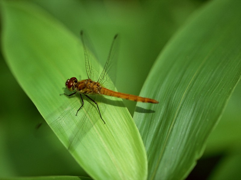 昆虫剪影 蜻蜓 蜻蜓图片 蜻蜓壁纸 Desktop Wallpaper of dragonfly壁纸 昆虫剪影-蜻蜓壁纸 昆虫剪影-蜻蜓图片 昆虫剪影-蜻蜓素材 动物壁纸 动物图库 动物图片素材桌面壁纸