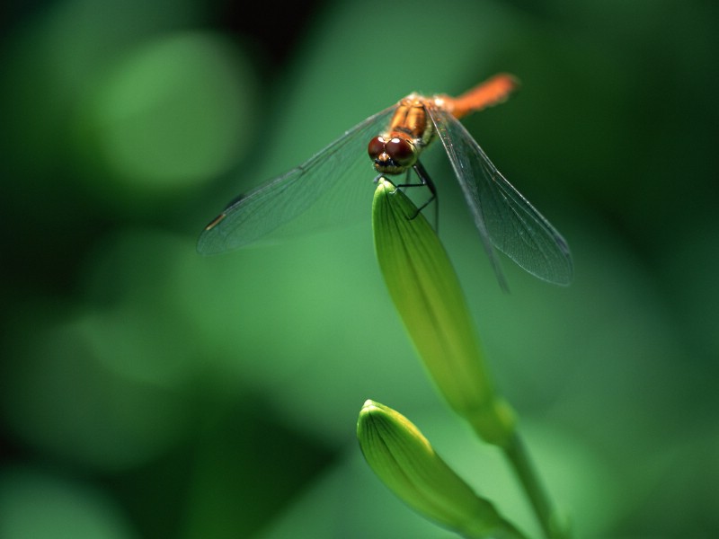 昆虫剪影 蜻蜓 蜻蜓图片 蜻蜓壁纸 Desktop Wallpaper of dragonfly壁纸 昆虫剪影-蜻蜓壁纸 昆虫剪影-蜻蜓图片 昆虫剪影-蜻蜓素材 动物壁纸 动物图库 动物图片素材桌面壁纸