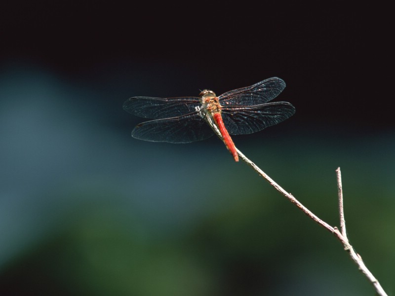 昆虫剪影 蜻蜓 蜻蜓图片 蜻蜓壁纸 Desktop Wallpaper of dragonfly壁纸 昆虫剪影-蜻蜓壁纸 昆虫剪影-蜻蜓图片 昆虫剪影-蜻蜓素材 动物壁纸 动物图库 动物图片素材桌面壁纸