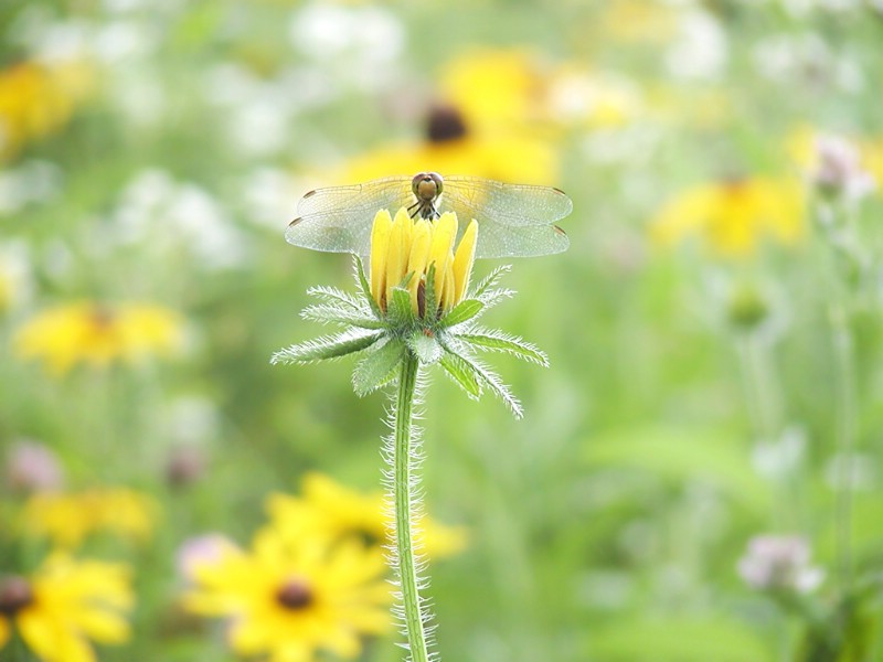 昆虫剪影 蜻蜓 蜻蜓图片 蜻蜓壁纸 Desktop Wallpaper of dragonfly壁纸 昆虫剪影-蜻蜓壁纸 昆虫剪影-蜻蜓图片 昆虫剪影-蜻蜓素材 动物壁纸 动物图库 动物图片素材桌面壁纸