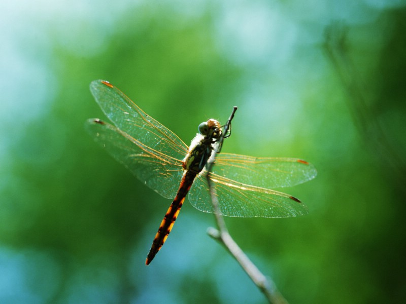 昆虫剪影 蜻蜓 蜻蜓图片 蜻蜓壁纸 Desktop Wallpaper of dragonfly壁纸 昆虫剪影-蜻蜓壁纸 昆虫剪影-蜻蜓图片 昆虫剪影-蜻蜓素材 动物壁纸 动物图库 动物图片素材桌面壁纸