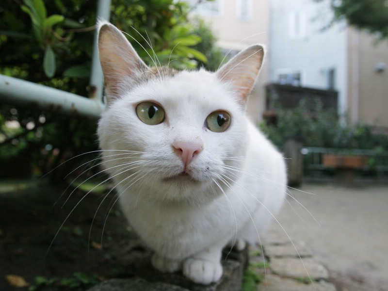 流浪猫的街角 一 街头流浪猫图片Homeless Cat Photography壁纸 流浪猫的街角(一)homeless Cat Wallpapers壁纸 流浪猫的街角(一)homeless Cat Wallpapers图片 流浪猫的街角(一)homeless Cat Wallpapers素材 动物壁纸 动物图库 动物图片素材桌面壁纸