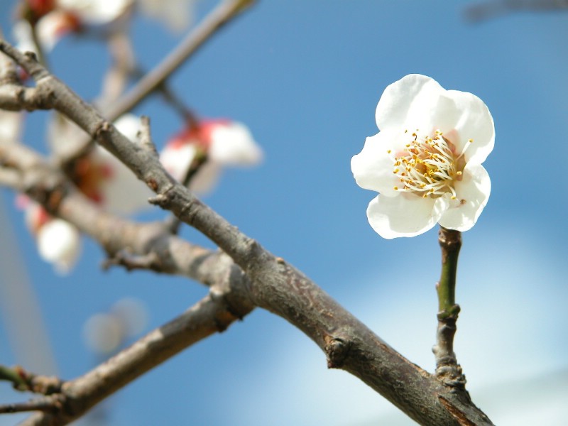 梅花壁纸 壁纸2壁纸 梅花壁纸壁纸 梅花壁纸图片 梅花壁纸素材 动物壁纸 动物图库 动物图片素材桌面壁纸