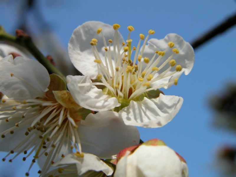 梅花壁纸 壁纸6壁纸 梅花壁纸壁纸 梅花壁纸图片 梅花壁纸素材 动物壁纸 动物图库 动物图片素材桌面壁纸