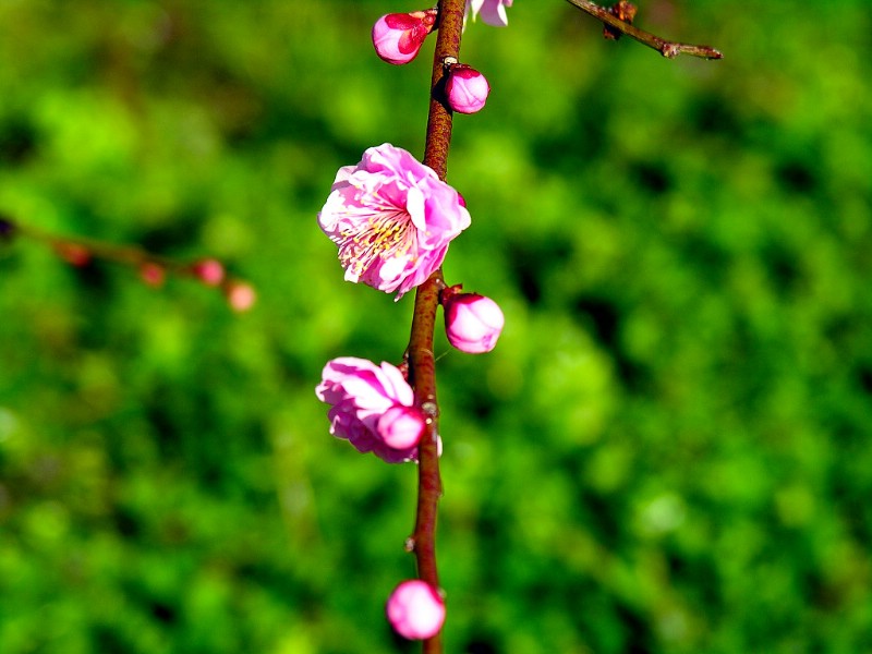 梅花壁纸 壁纸19壁纸 梅花壁纸壁纸 梅花壁纸图片 梅花壁纸素材 动物壁纸 动物图库 动物图片素材桌面壁纸