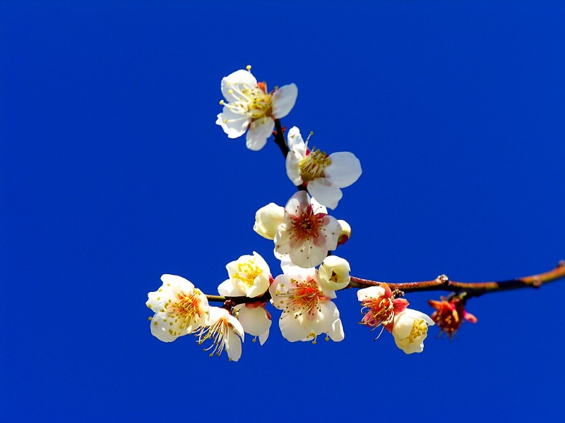 梅花壁纸壁纸 梅花壁纸壁纸 梅花壁纸图片 梅花壁纸素材 动物壁纸 动物图库 动物图片素材桌面壁纸