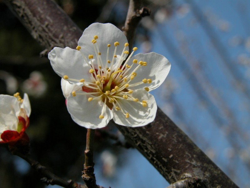 梅花壁纸壁纸 梅花壁纸壁纸 梅花壁纸图片 梅花壁纸素材 动物壁纸 动物图库 动物图片素材桌面壁纸