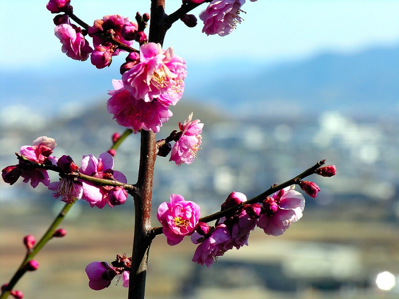 梅花壁纸壁纸 梅花壁纸壁纸 梅花壁纸图片 梅花壁纸素材 动物壁纸 动物图库 动物图片素材桌面壁纸