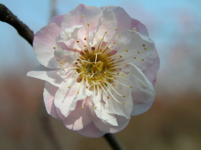 梅花壁纸壁纸 梅花壁纸壁纸 梅花壁纸图片 梅花壁纸素材 动物壁纸 动物图库 动物图片素材桌面壁纸