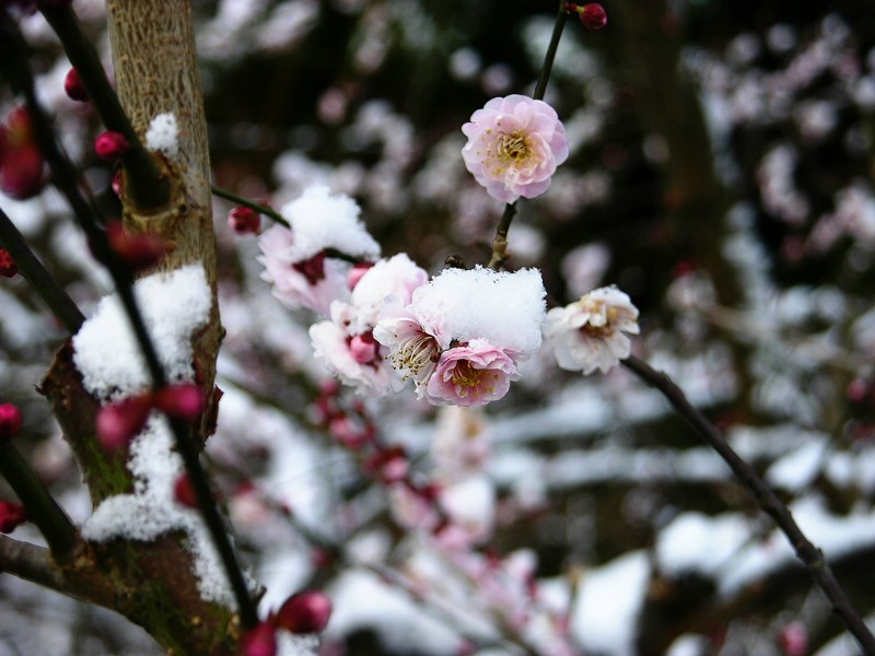 梅花壁纸壁纸 梅花壁纸壁纸 梅花壁纸图片 梅花壁纸素材 动物壁纸 动物图库 动物图片素材桌面壁纸