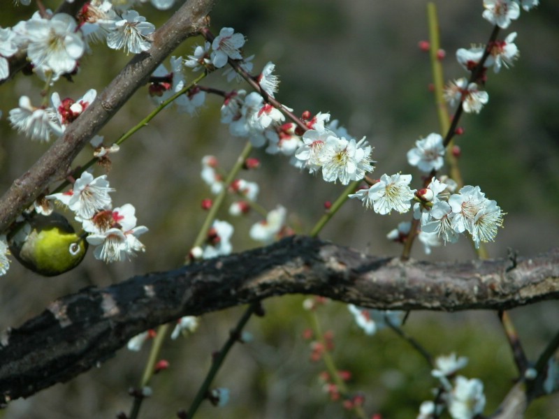 梅花壁纸壁纸 梅花壁纸壁纸 梅花壁纸图片 梅花壁纸素材 动物壁纸 动物图库 动物图片素材桌面壁纸