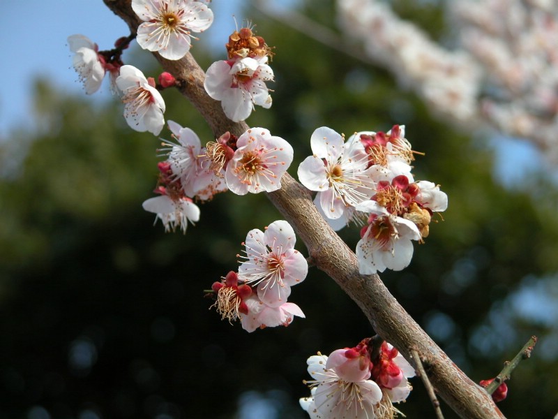 梅花壁纸壁纸 梅花壁纸壁纸 梅花壁纸图片 梅花壁纸素材 动物壁纸 动物图库 动物图片素材桌面壁纸