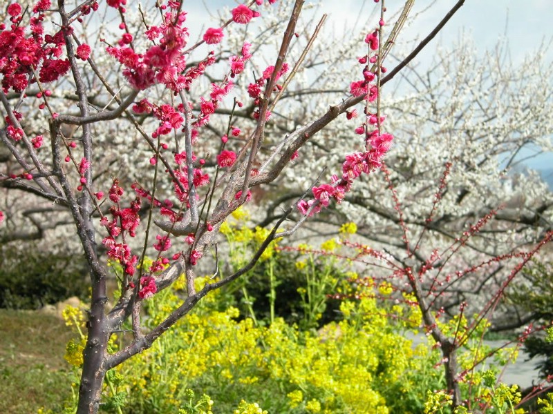 梅花壁纸壁纸 梅花壁纸壁纸 梅花壁纸图片 梅花壁纸素材 动物壁纸 动物图库 动物图片素材桌面壁纸