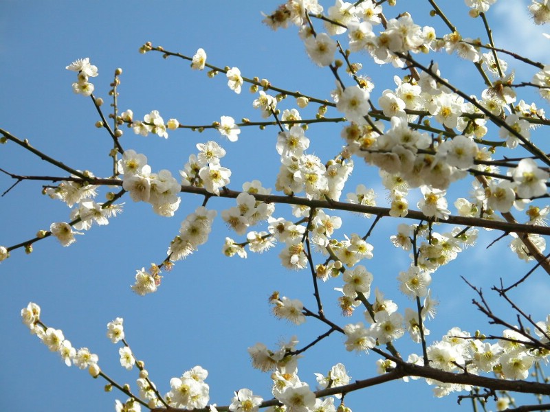 梅花壁纸壁纸 梅花壁纸壁纸 梅花壁纸图片 梅花壁纸素材 动物壁纸 动物图库 动物图片素材桌面壁纸