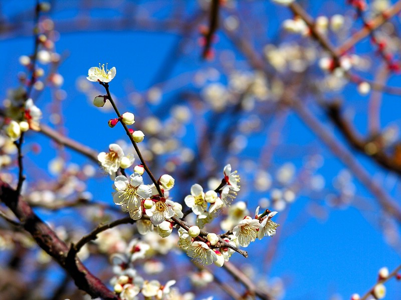 梅花壁纸壁纸 梅花壁纸壁纸 梅花壁纸图片 梅花壁纸素材 动物壁纸 动物图库 动物图片素材桌面壁纸