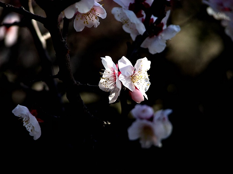 梅花壁纸壁纸 梅花壁纸壁纸 梅花壁纸图片 梅花壁纸素材 动物壁纸 动物图库 动物图片素材桌面壁纸