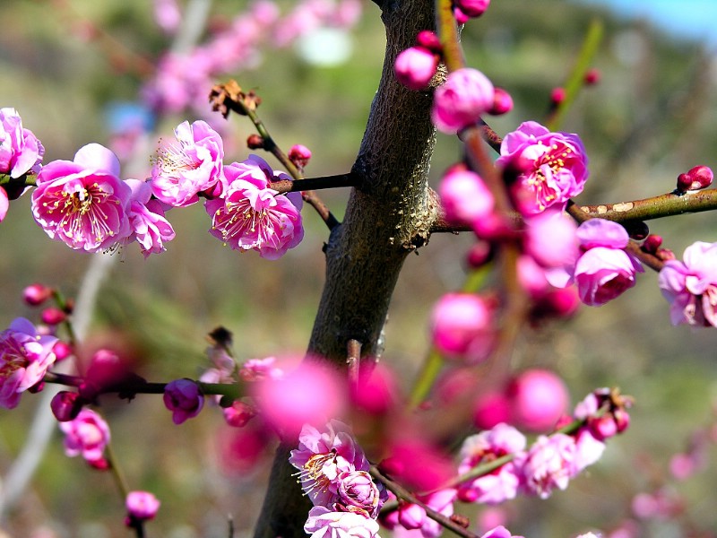 梅花壁纸壁纸 梅花壁纸壁纸 梅花壁纸图片 梅花壁纸素材 动物壁纸 动物图库 动物图片素材桌面壁纸