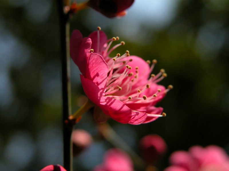 梅花壁纸壁纸 梅花壁纸壁纸 梅花壁纸图片 梅花壁纸素材 动物壁纸 动物图库 动物图片素材桌面壁纸