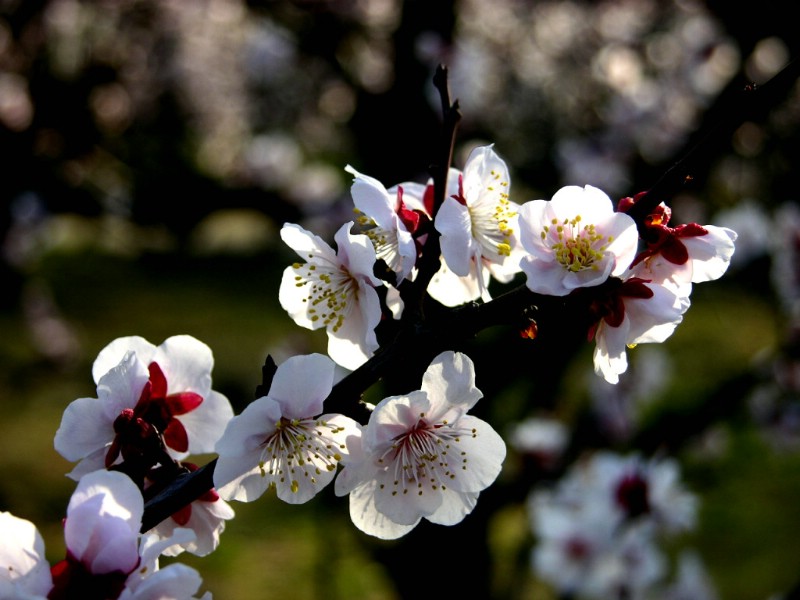 梅花壁纸壁纸 梅花壁纸壁纸 梅花壁纸图片 梅花壁纸素材 动物壁纸 动物图库 动物图片素材桌面壁纸