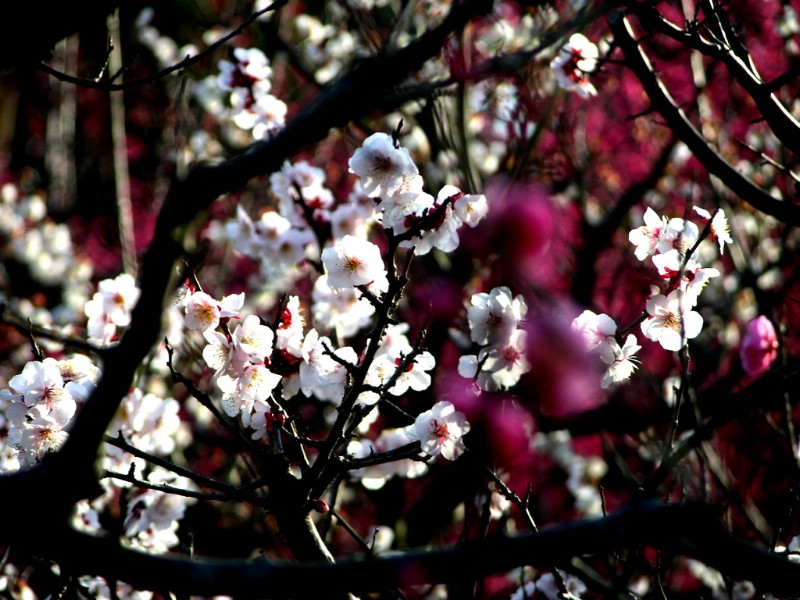 梅花壁纸壁纸 梅花壁纸壁纸 梅花壁纸图片 梅花壁纸素材 动物壁纸 动物图库 动物图片素材桌面壁纸