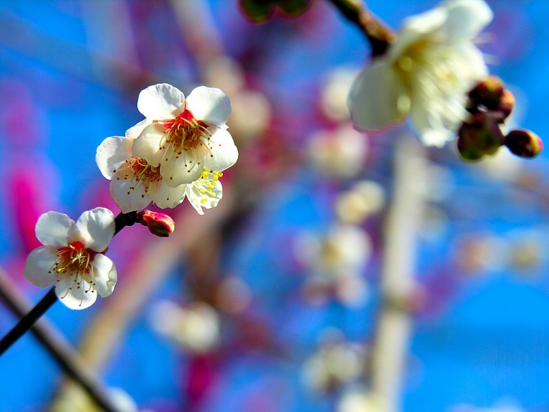 梅花壁纸壁纸 梅花壁纸壁纸 梅花壁纸图片 梅花壁纸素材 动物壁纸 动物图库 动物图片素材桌面壁纸