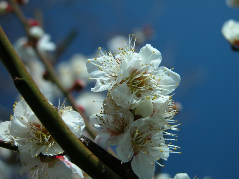 梅花壁纸壁纸 梅花壁纸壁纸 梅花壁纸图片 梅花壁纸素材 动物壁纸 动物图库 动物图片素材桌面壁纸