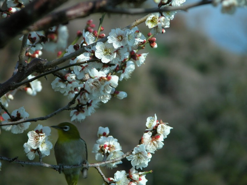 梅花壁纸壁纸 梅花壁纸壁纸 梅花壁纸图片 梅花壁纸素材 动物壁纸 动物图库 动物图片素材桌面壁纸