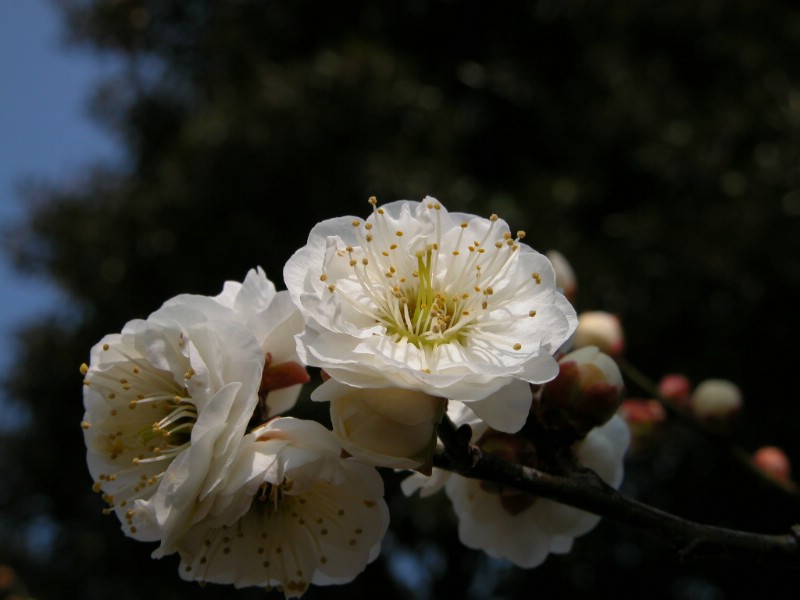 梅花壁纸壁纸 梅花壁纸壁纸 梅花壁纸图片 梅花壁纸素材 动物壁纸 动物图库 动物图片素材桌面壁纸