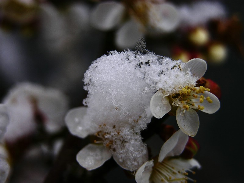 梅花壁纸壁纸 梅花壁纸壁纸 梅花壁纸图片 梅花壁纸素材 动物壁纸 动物图库 动物图片素材桌面壁纸