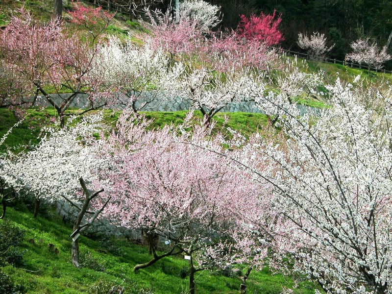 梅花壁纸壁纸 梅花壁纸壁纸 梅花壁纸图片 梅花壁纸素材 动物壁纸 动物图库 动物图片素材桌面壁纸