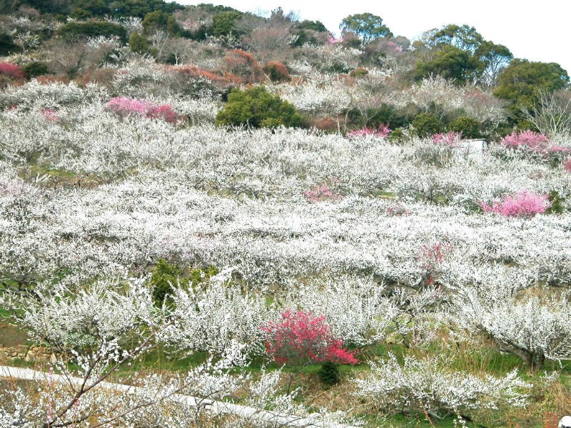 梅花壁纸壁纸 梅花壁纸壁纸 梅花壁纸图片 梅花壁纸素材 动物壁纸 动物图库 动物图片素材桌面壁纸