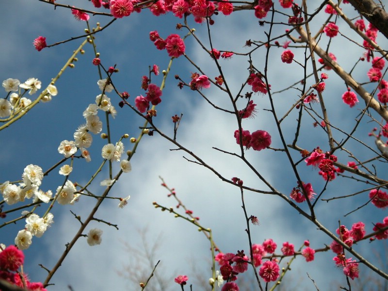 梅花壁纸壁纸 梅花壁纸壁纸 梅花壁纸图片 梅花壁纸素材 动物壁纸 动物图库 动物图片素材桌面壁纸