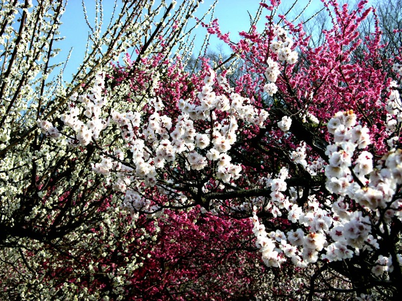 梅花壁纸壁纸 梅花壁纸壁纸 梅花壁纸图片 梅花壁纸素材 动物壁纸 动物图库 动物图片素材桌面壁纸