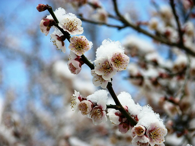 梅花壁纸壁纸 梅花壁纸壁纸 梅花壁纸图片 梅花壁纸素材 动物壁纸 动物图库 动物图片素材桌面壁纸