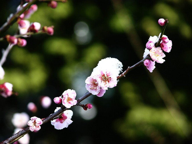 梅花壁纸壁纸 梅花壁纸壁纸 梅花壁纸图片 梅花壁纸素材 动物壁纸 动物图库 动物图片素材桌面壁纸