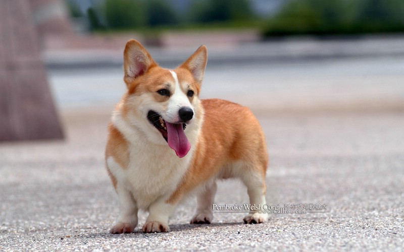 明星短腿狗壁纸 彭布罗克威尔士柯基犬 Welsh Corgi Pembroke 宠物狗 威尔士柯基犬图片 Pet dog Pembroke Welsh Corgi壁纸 彭布罗克威尔士柯基犬壁纸 Welsh Corgi壁纸 彭布罗克威尔士柯基犬壁纸 Welsh Corgi图片 彭布罗克威尔士柯基犬壁纸 Welsh Corgi素材 动物壁纸 动物图库 动物图片素材桌面壁纸