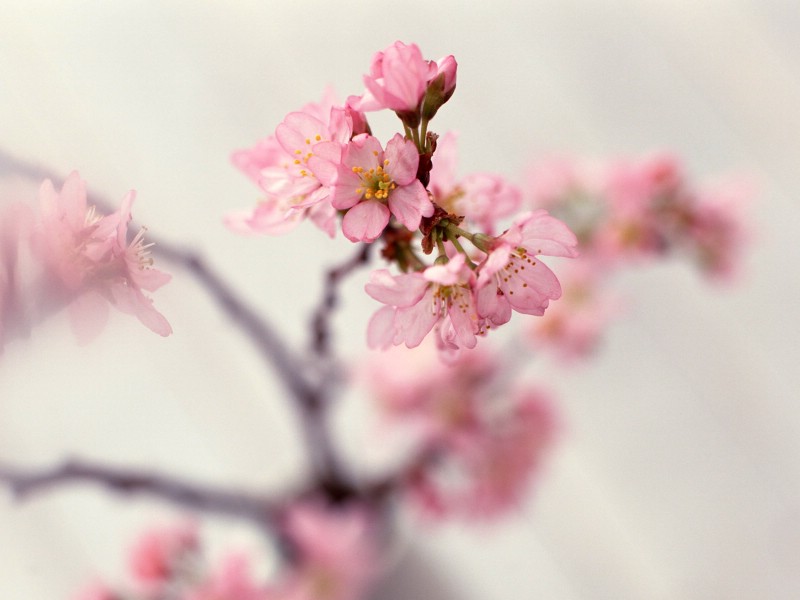 室中花 第九辑 第十辑 壁纸19壁纸 室中花 第九辑、第十壁纸 室中花 第九辑、第十图片 室中花 第九辑、第十素材 动物壁纸 动物图库 动物图片素材桌面壁纸