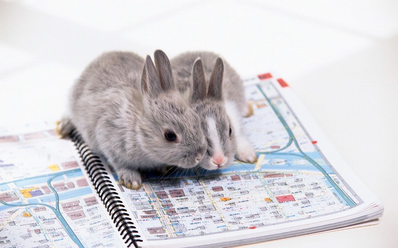 兔子写真 3 6壁纸 兔子写真壁纸 兔子写真图片 兔子写真素材 动物壁纸 动物图库 动物图片素材桌面壁纸