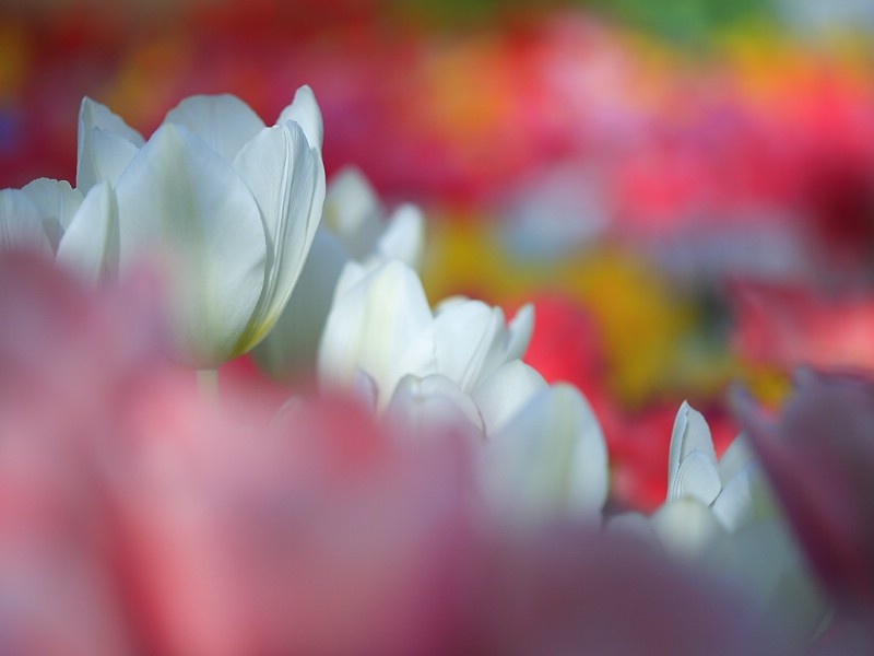 鲜花写真 郁金香 壁纸15壁纸 鲜花写真-郁金香壁纸 鲜花写真-郁金香图片 鲜花写真-郁金香素材 动物壁纸 动物图库 动物图片素材桌面壁纸