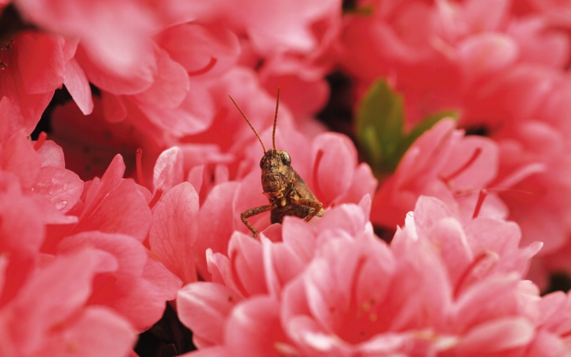 夏日昆虫高清宽屏壁纸 壁纸38壁纸 夏日昆虫高清宽屏壁纸壁纸 夏日昆虫高清宽屏壁纸图片 夏日昆虫高清宽屏壁纸素材 动物壁纸 动物图库 动物图片素材桌面壁纸