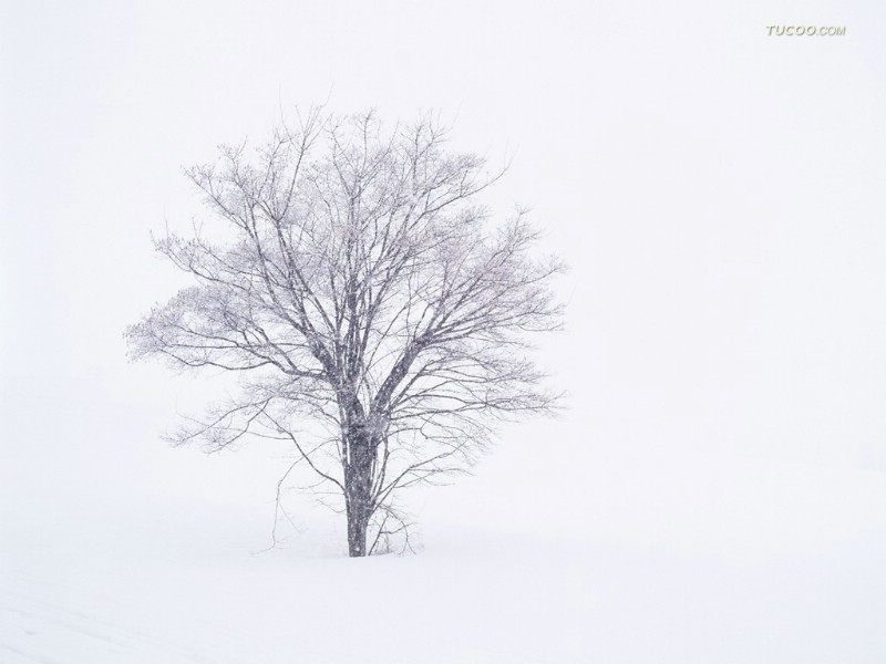  日本北海道雪景壁纸 Desktop wallpaper of hokkaido Japan壁纸 北海道之冬 hokkaido Japan壁纸 北海道之冬 hokkaido Japan图片 北海道之冬 hokkaido Japan素材 风景壁纸 风景图库 风景图片素材桌面壁纸