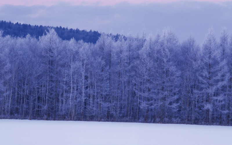  Snow Winter Scene Wallpaper Snow covered trees and branches壁纸 冰天雪地-冬天雪景壁纸(一)壁纸 冰天雪地-冬天雪景壁纸(一)图片 冰天雪地-冬天雪景壁纸(一)素材 风景壁纸 风景图库 风景图片素材桌面壁纸