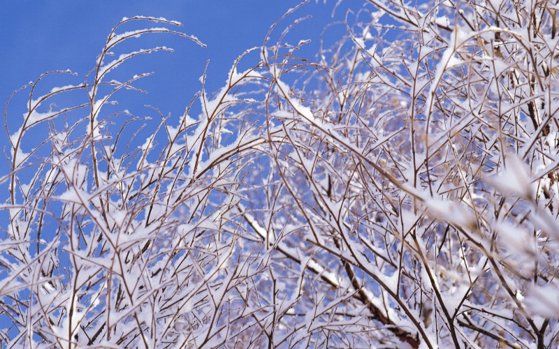  Snow Winter Scene Wallpaper Snow covered trees and branches壁纸 冰天雪地-冬天雪景壁纸(一)壁纸 冰天雪地-冬天雪景壁纸(一)图片 冰天雪地-冬天雪景壁纸(一)素材 风景壁纸 风景图库 风景图片素材桌面壁纸