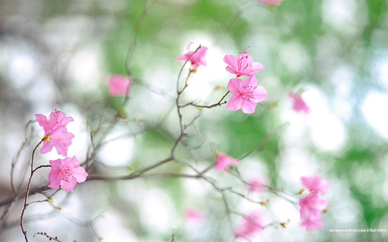  春天风景图片 春季摄影 Nature Scene in Spring Season壁纸 春天的气息壁纸 春天的气息图片 春天的气息素材 风景壁纸 风景图库 风景图片素材桌面壁纸