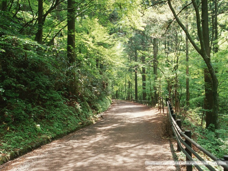 道路美景 林荫小径 林荫小径图片壁纸 Desktop Wallpaper of Green Pathway壁纸 道路美景林荫小径壁纸 道路美景林荫小径图片 道路美景林荫小径素材 风景壁纸 风景图库 风景图片素材桌面壁纸