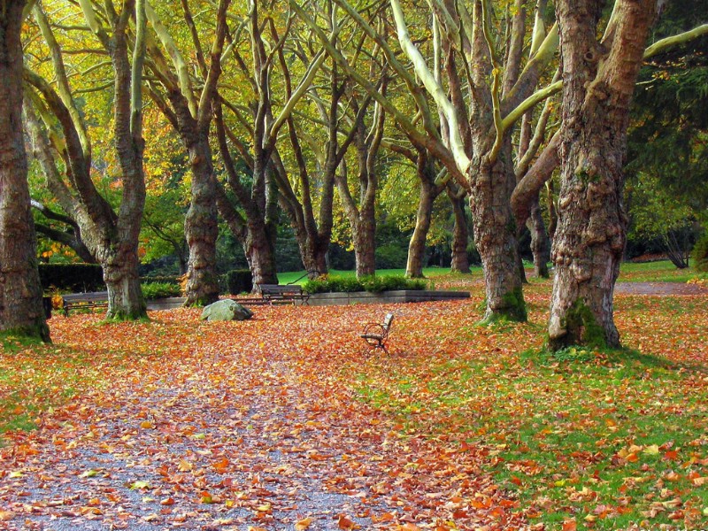  秋天道路图片壁纸 Desktop Wallpaper of Country Road in Autumn壁纸 道路秋景壁纸 道路秋景图片 道路秋景素材 风景壁纸 风景图库 风景图片素材桌面壁纸